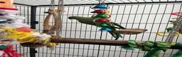 Ringnecks birds for sale: 🦜 Talking Male Indian Ringneck with Cage Included in Paisley - Advert 7