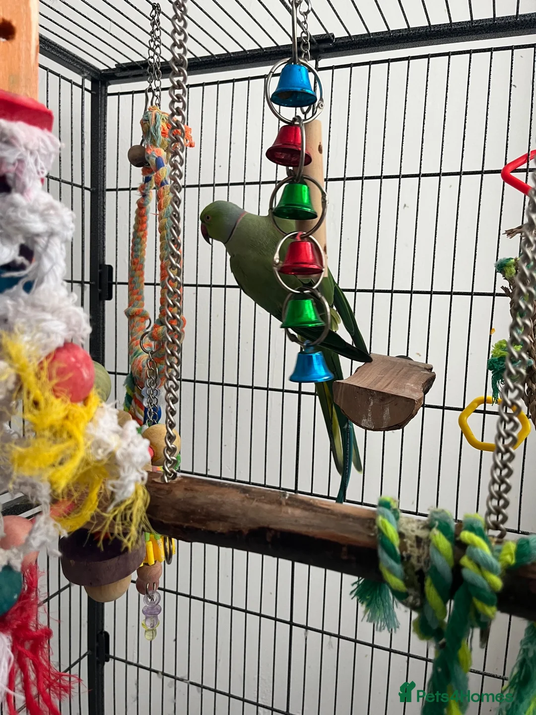 Ringnecks birds for sale: 🦜 Talking Male Indian Ringneck with Cage Included in Paisley - Advert 7