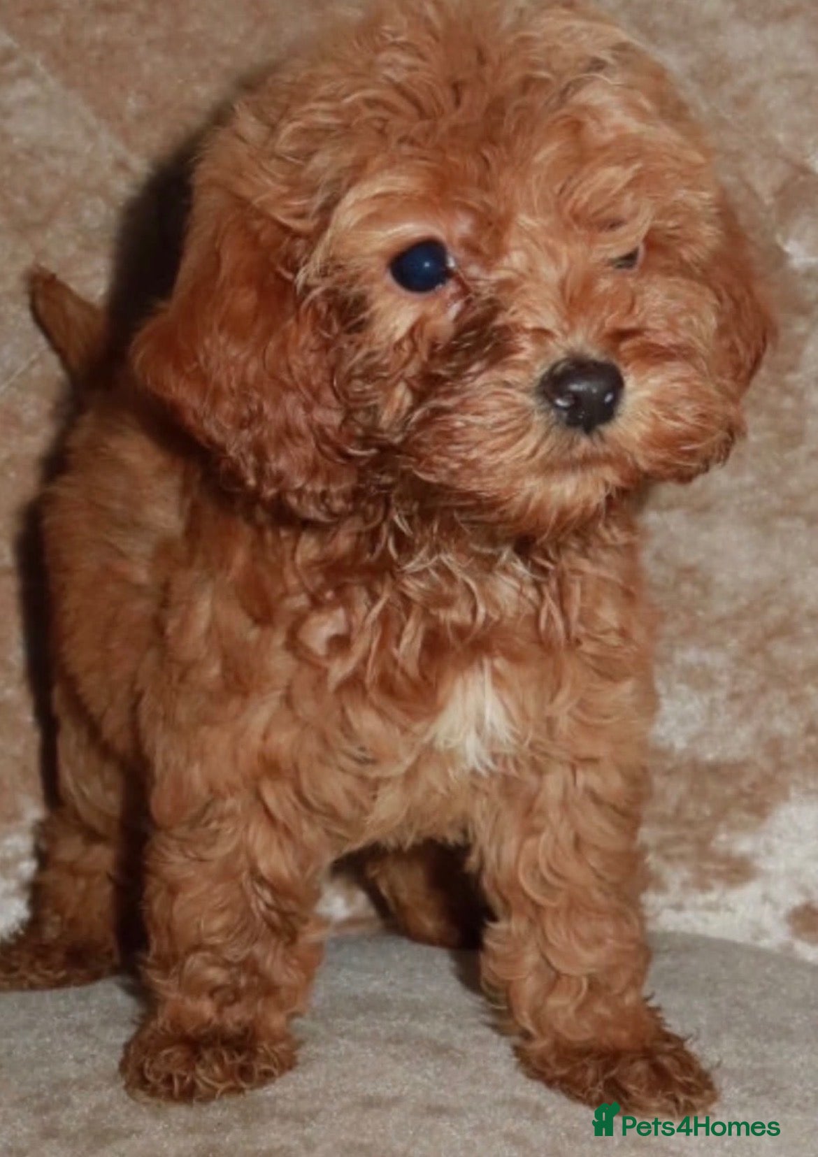 Cockapoo dogs for sale: Mini toy cockapoos - Advert 2