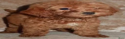Cockapoo dogs for sale: Mini toy cockapoos - Advert 2