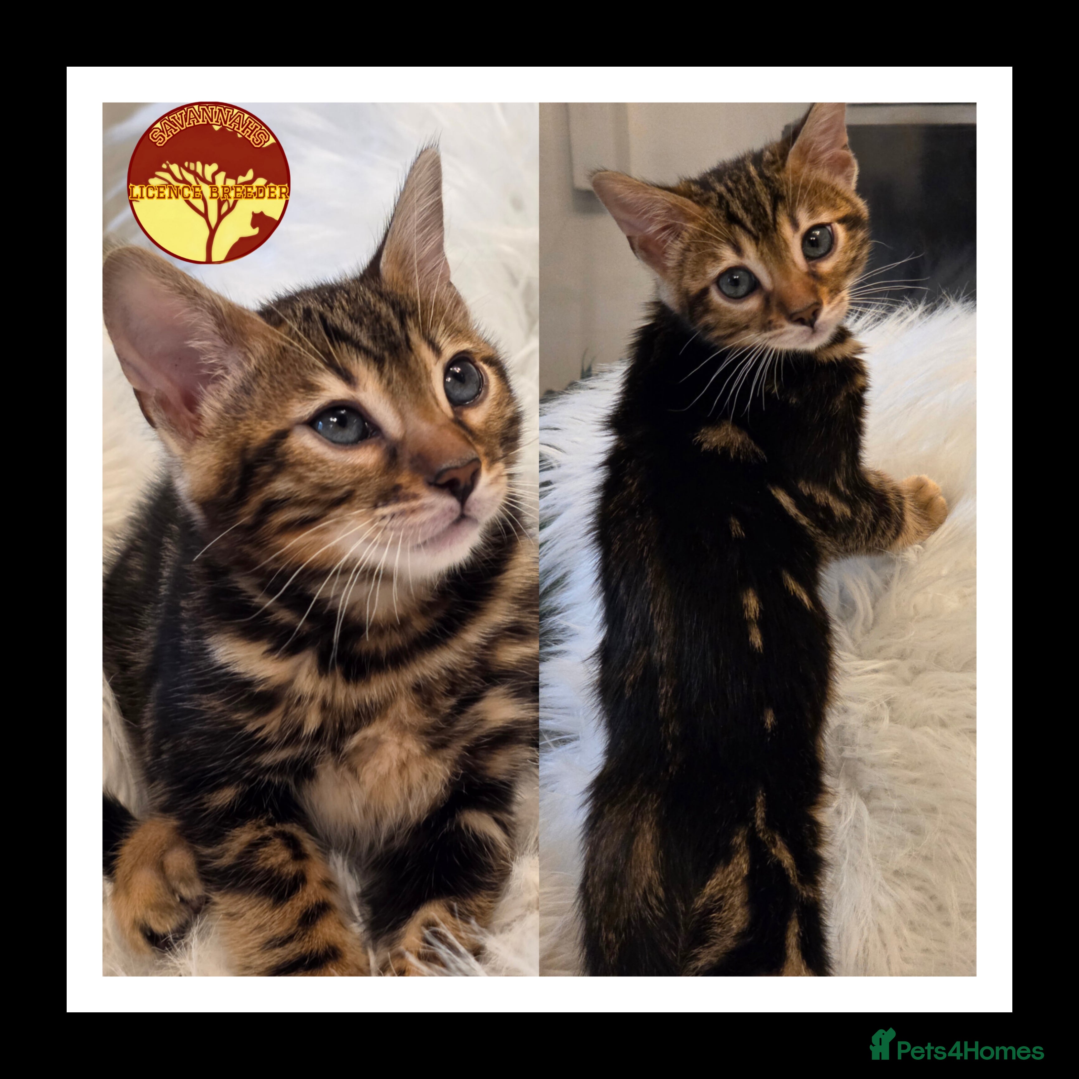 Bengal cats Bengal x Savannah hybrid Kittens - Advert 4