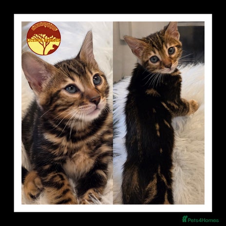 Bengal cats - Advert 1