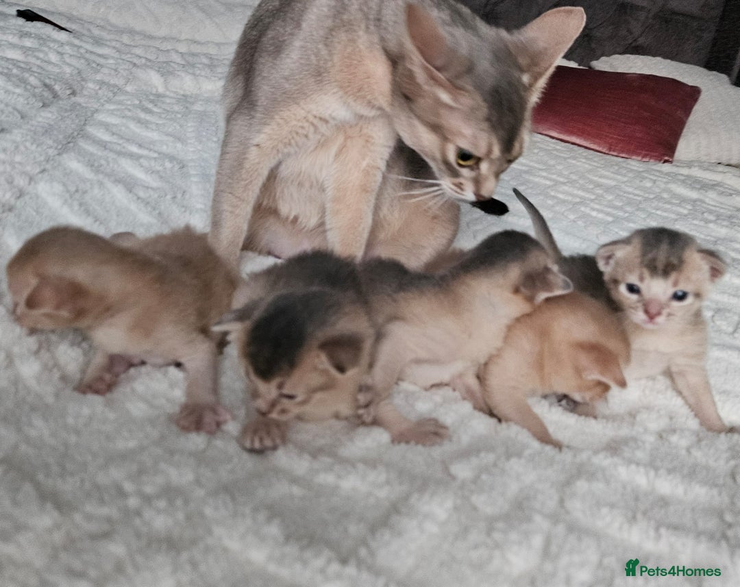 Abyssinian cats for sale: Abyssinian  - Advert 24