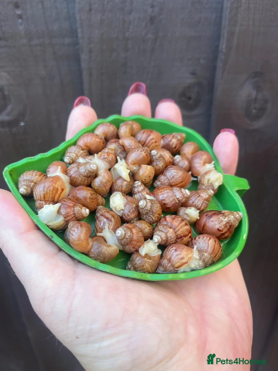Snails invertebrates for sale: Albino Giant African Land Snails (Achatina Fulica) - Advert 2