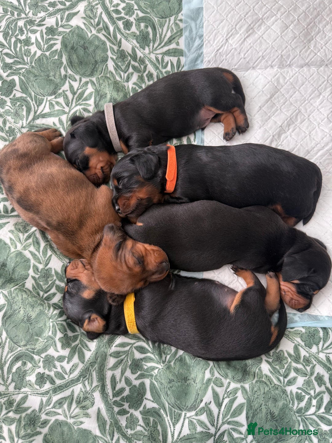 Miniature Dachshund dogs for sale: Mini dachshunds  - Image 11