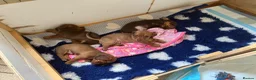 Miniature Dachshund dogs for sale: 4 beautiful miniature daushunds for sale - Advert 5