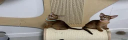 Abyssinian cats for sale: Champion parents amazing kittens  - Advert 26