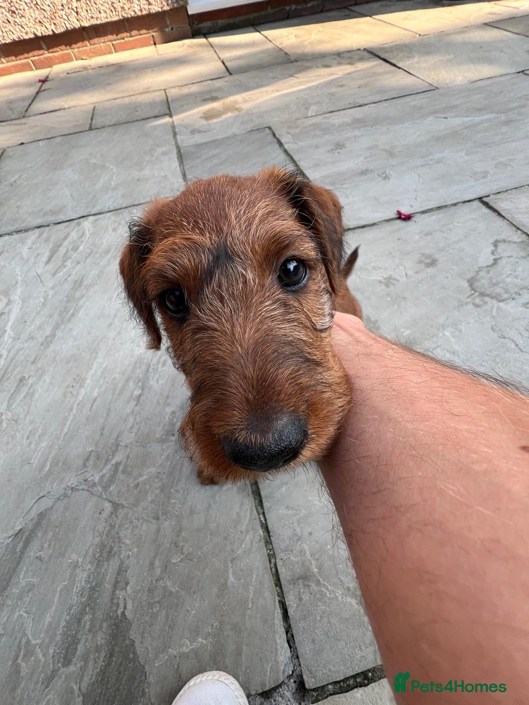 Irish Terrier dogs for sale: 2 Irish Terrier Puppy Girls for Sale 🐾 - Image 3