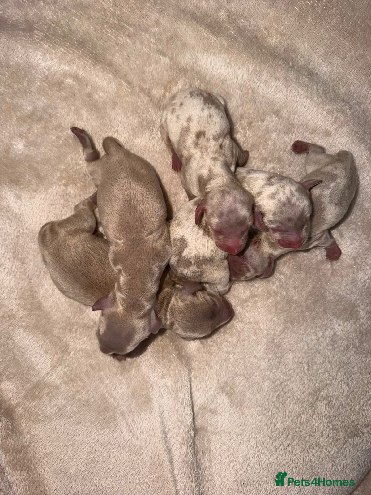 Miniature Dachshund dogs Miniature dachshund Puppies - Advert 2
