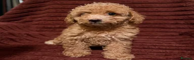 Toy Poodle 1