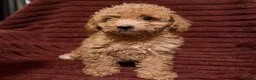 Toy Poodle dogs for sale: Toy Poodle Puppies For Sale - Advert 2