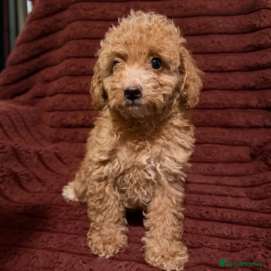 Toy Poodle dogs for sale: Toy Poodle Puppies For Sale - Advert 2