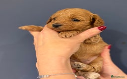 Cockapoo dogs for sale: Small F1 cockapoo’s for sale - Image 9