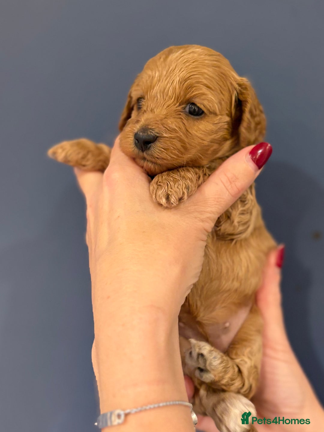 Cockapoo dogs for sale: Small F1 cockapoo’s for sale - Image 9