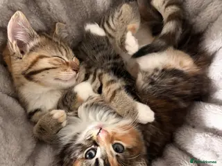 Mixed Breed cats Adorable fluffy kittens - Advert 1