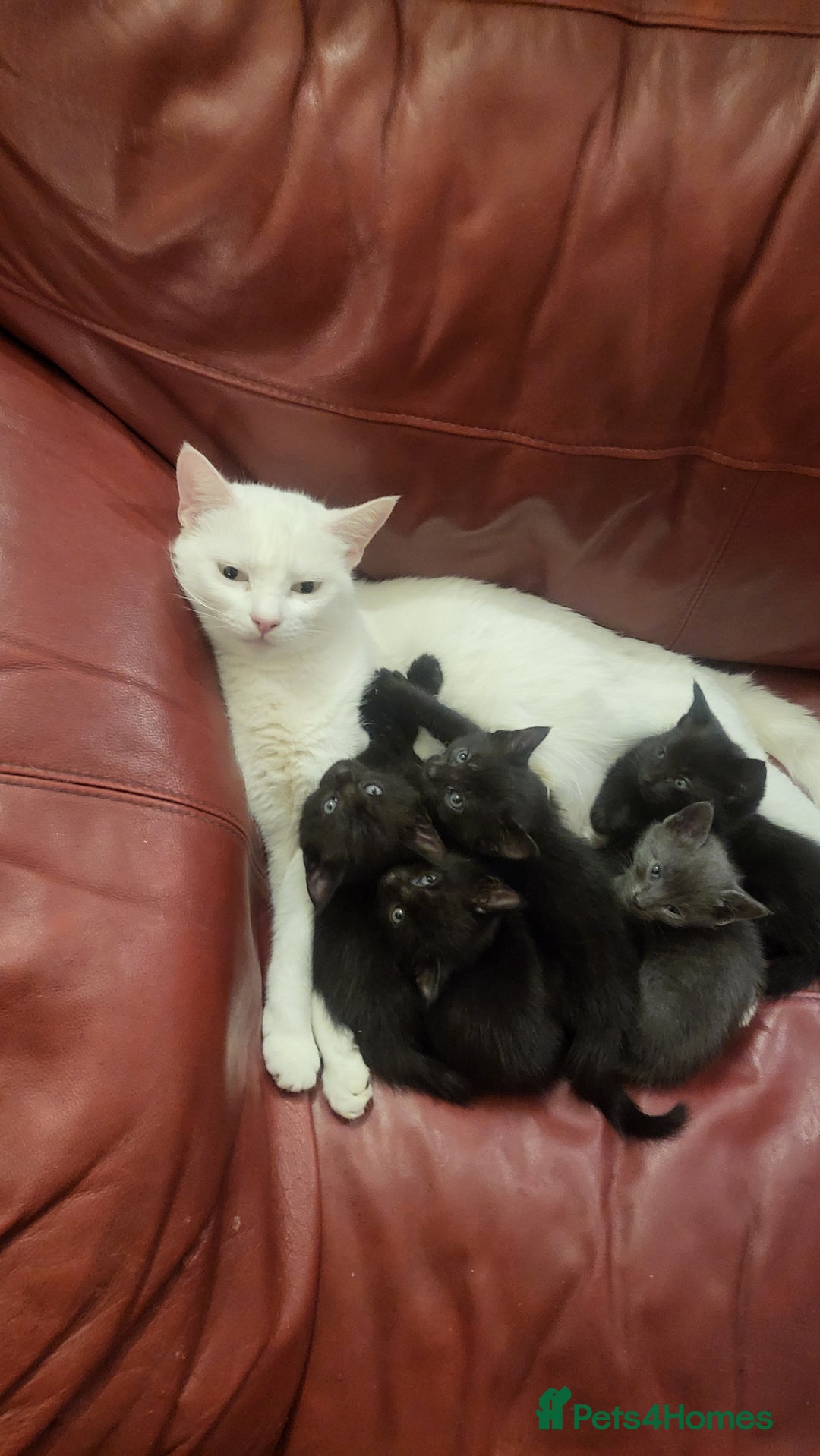 Mixed Breed cats for sale: 7 lovely kittens  - Advert 17