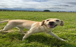 Labrador Retriever dogs for sale: Beautiful Female Labrador  - Image 1