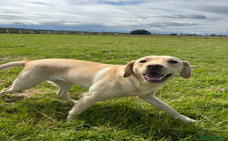 Labrador Retriever dogs - Advert 5