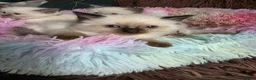 Ragdoll cats for sale: Four Stunning GCCF Registered Girls - Advert 5