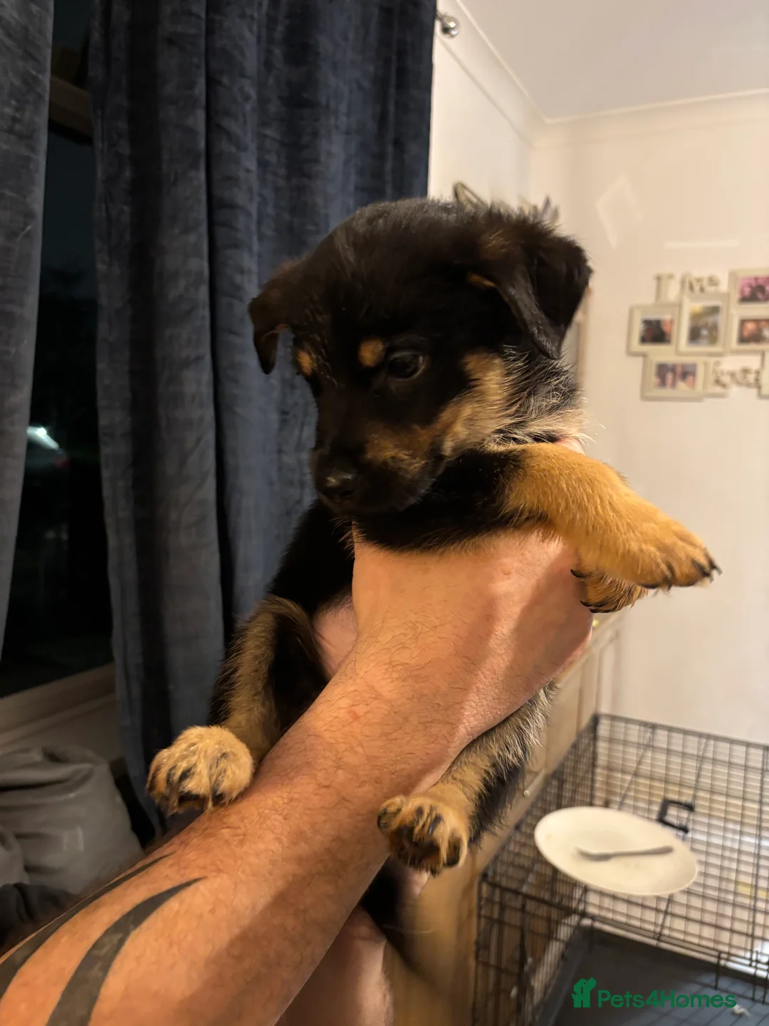 Mixed Breed dogs for sale: German Shepherd Rottweiler Puppies - Advert 11