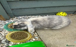 Mini Lop rabbits for sale: Male harlequin mini lop - Image 2