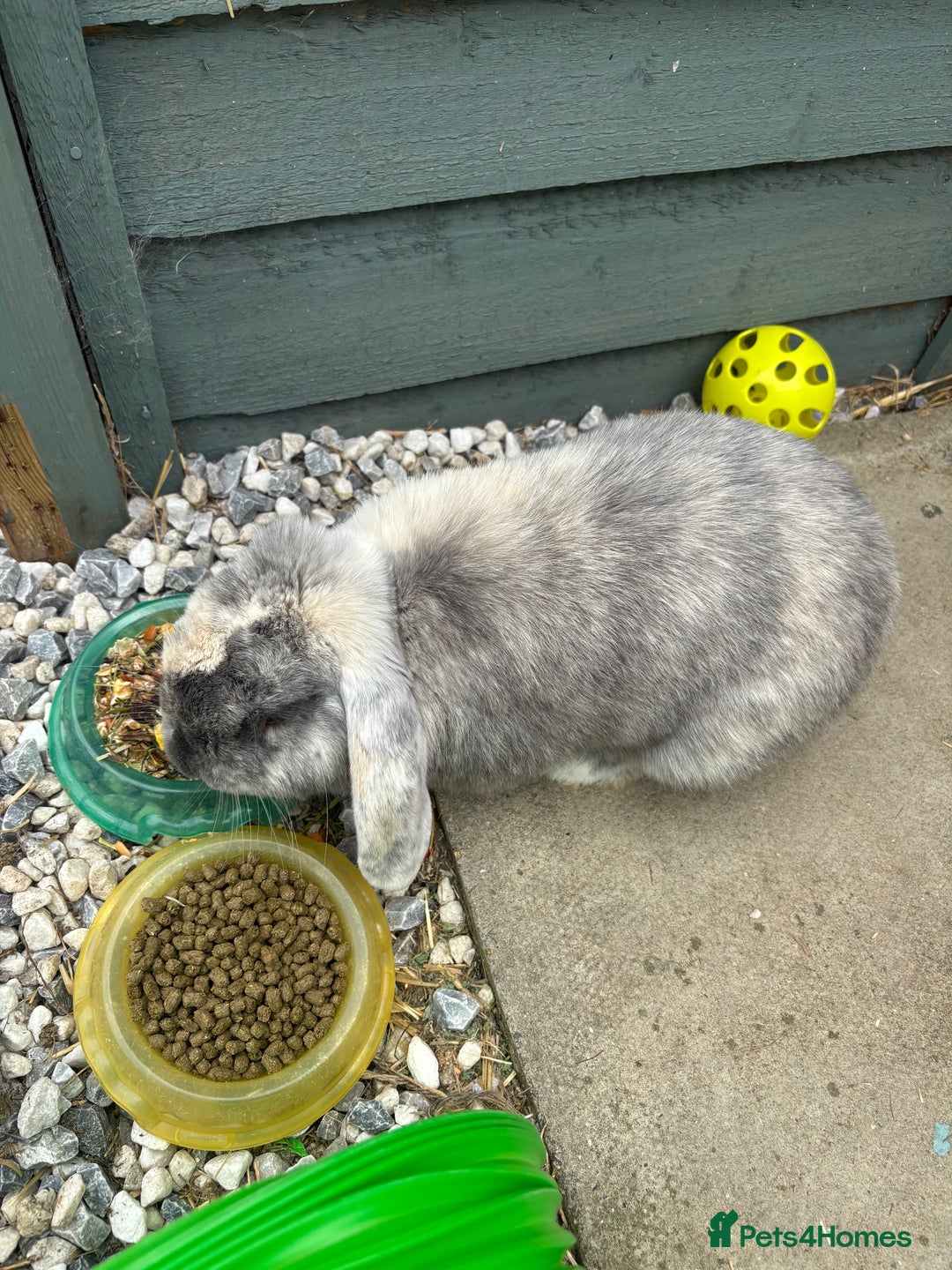 Mini Lop rabbits for sale: Male harlequin mini lop - Image 2