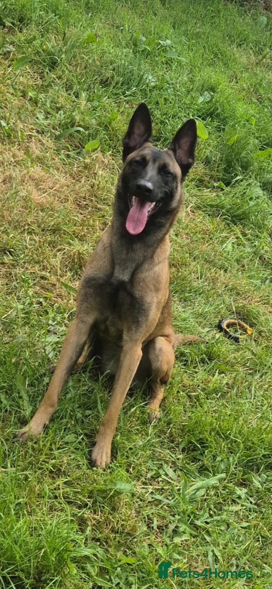 Belgian Shepherd Dog dogs 4 weeks 4 days old  - Advert 2