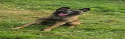 Belgian Shepherd Dog dogs for sale: Looking for loving homes 🏡💕 - Advert 4