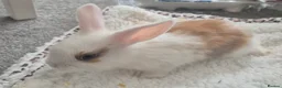 Mixed Breed rabbits for sale: 7 lovely mixed baby rabbits - Advert 3