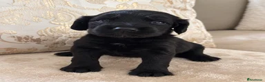 Cocker Spaniel 1
