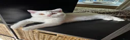 British Shorthair cats for sale: Chunky male  - Advert 3