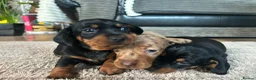 Miniature Dachshund dogs for sale: Miniature Dachshunds  - Advert 24