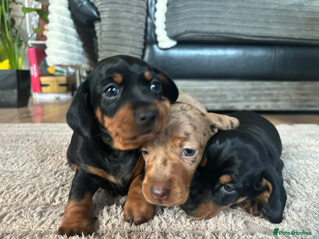 Miniature Dachshund dogs for sale: Miniature Dachshunds  - Advert 24