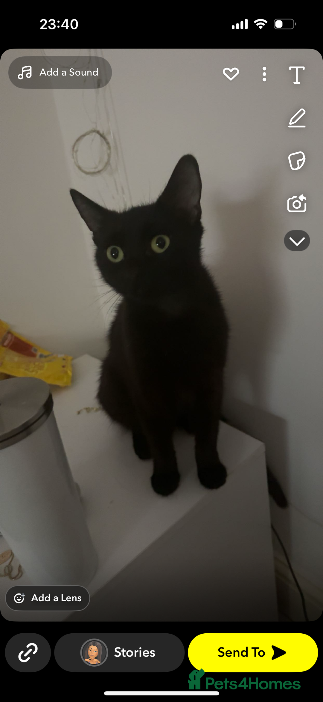 Mixed Breed cats for sale: Black cat  - Image 2