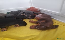 Miniature Dachshund dogs for sale: 4 x miniature dachshund pups left - Image 10