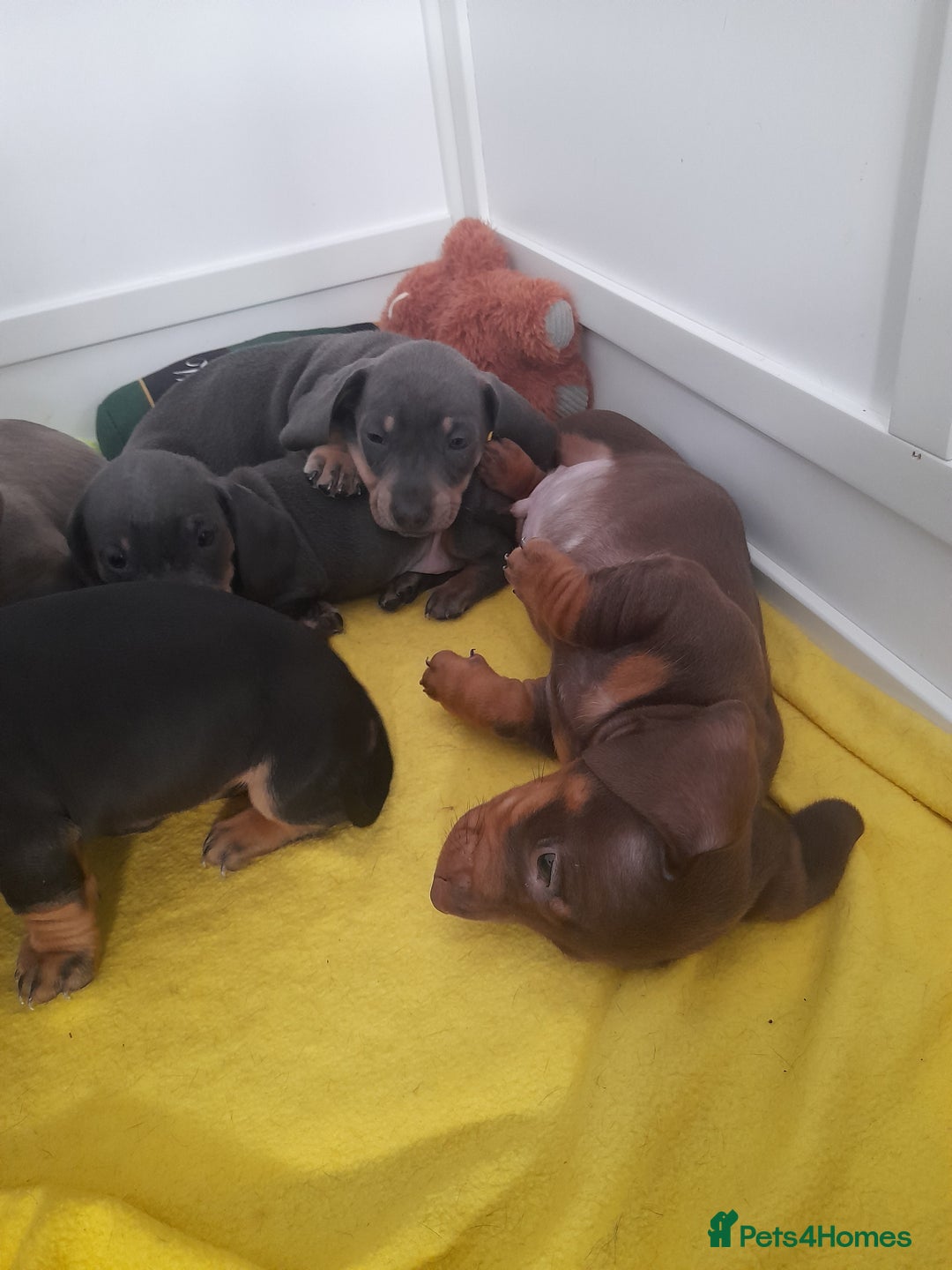 Miniature Dachshund dogs for sale: 4 x miniature dachshund pups left - Image 10