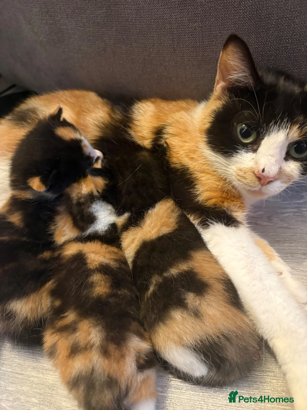 British Shorthair cats for sale: 3 Calico Kittens - Advert 1