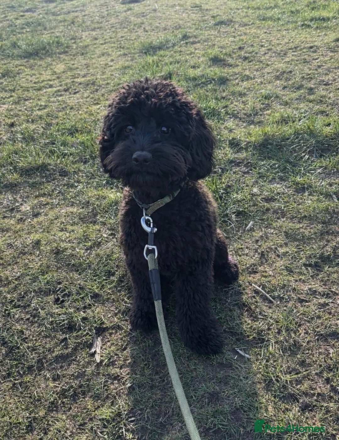 Cockapoo dogs for stud: 🐾 RONNIE – MINIATURE COCKAPOO STUD 🐾 🖤 in Abertillery - Advert 2