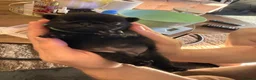 Pug dogs for sale: 🐾 **PUG PUPPIES – INTEREST NOW BEING TAKEN 🐾** - Advert 27