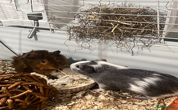 Guinea Pig rodents - Advert 2