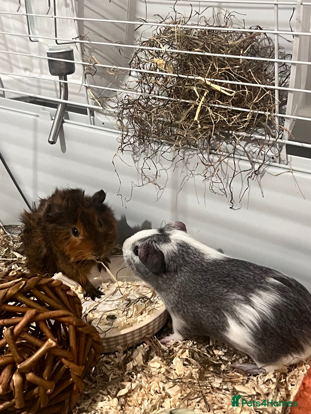Guinea Pig rodents for sale: Ready to go! 2 male guinea pigs  - Image 1