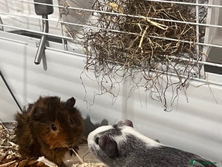 Guinea Pig rodents - Advert 35
