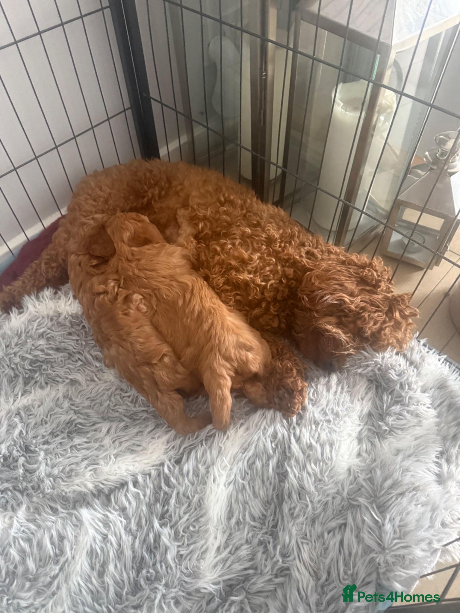 Cavapoo dogs Female red cavapoo  - Advert 1