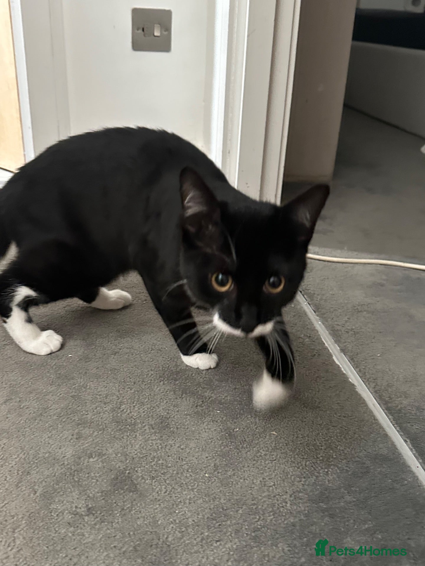 Domestic Shorthair cats 9 months old male Cat - Advert 13