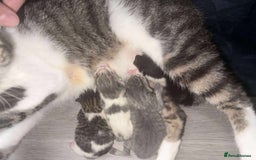 Domestic Shorthair cats for sale: Adorable Kittens! 🐾 - Image 19