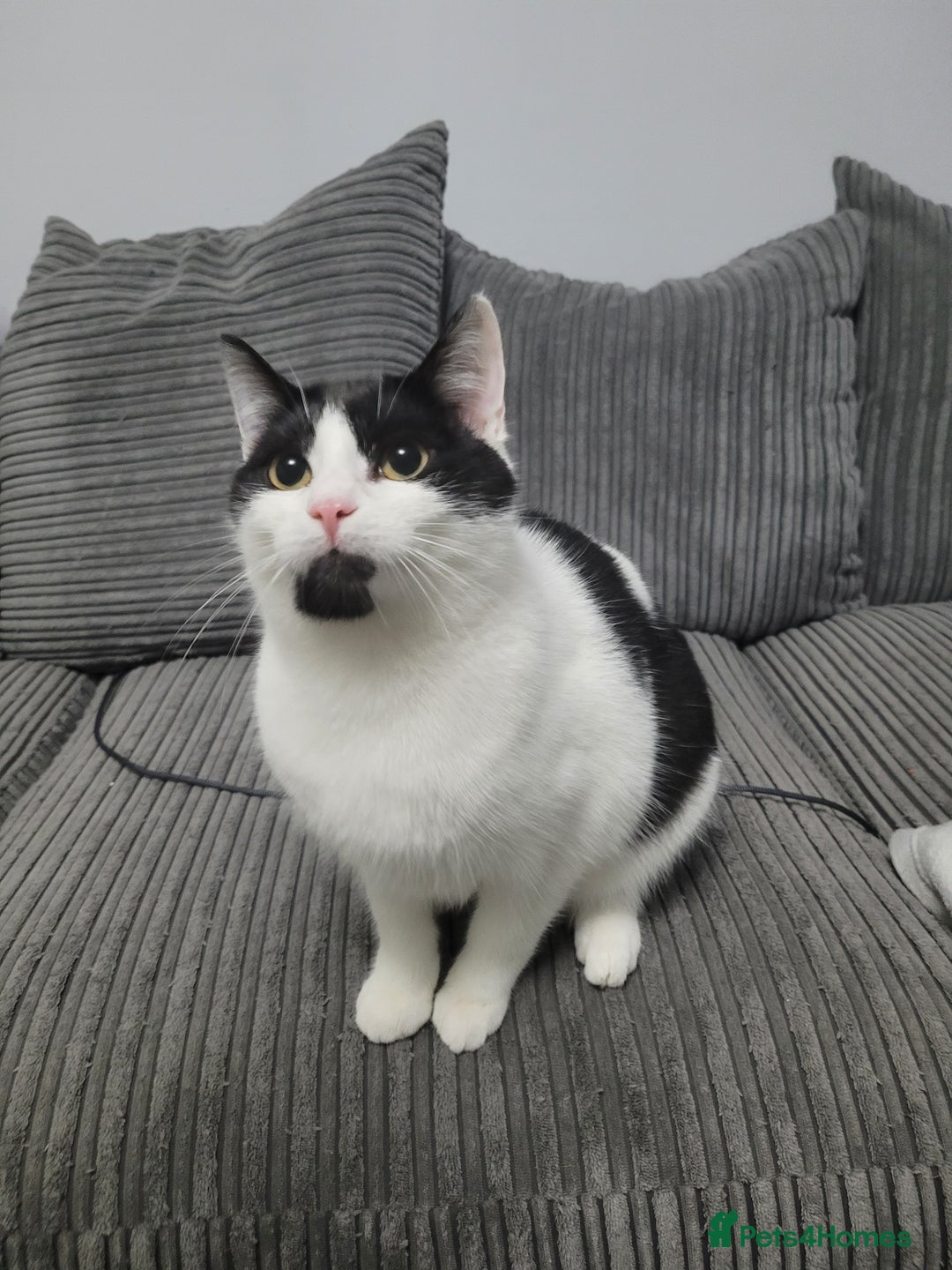 Domestic Shorthair cats for sale: Brother and sister looking for a new home - Advert 2