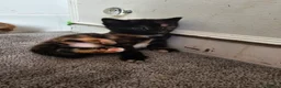 Mixed Breed cats for sale: Stunning long hair kittens, rare coat colours 😽  - Advert 3