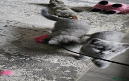 British Shorthair cats for sale: GCCF Chunky British Shorthair Kittens - Image 10