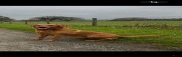 Labrador Retriever dogs for sale: KC registered stunning fox red Labrador puppies   in Llandrindod Wells - Advert 6