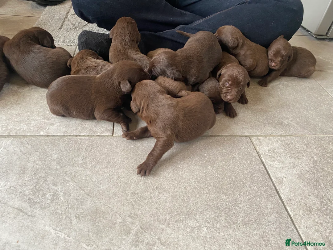 Labrador Retriever dogs for sale: BEAUTIFUL LITTER LABRADOR PUPS READY 9TH MARCH - Advert 5